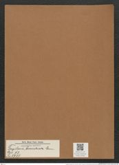 Fragilaria brevistriata Grun. (de-Toni-Nr.: Genus 73, Species 2737) Zeichnungen Sammlung Grunow Mappe 02950 (Herbarium_W_Grunow_drawings_Folder_02950)